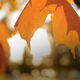 Illustration for article titled Shooting Challenge Fall Leaves Gallery 7